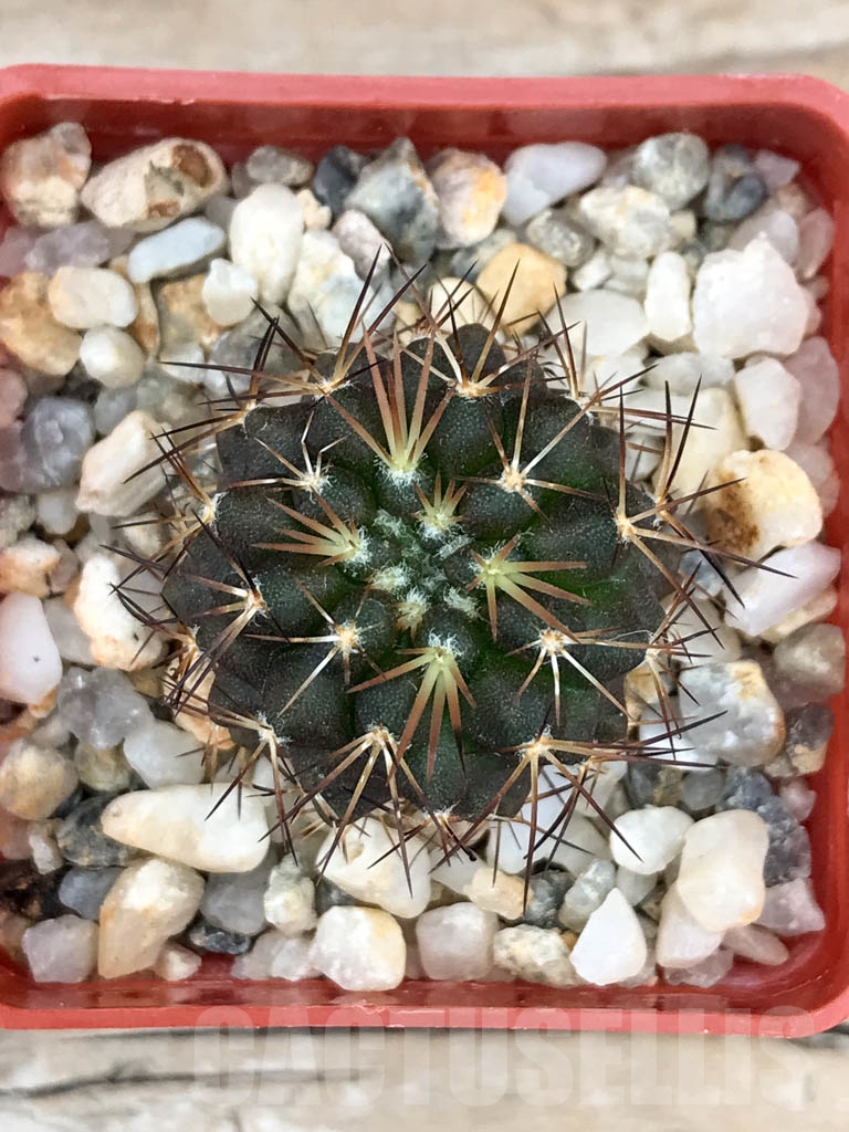 SHPR9024 Copiapoa pseudocoquimbana FK 83-77 - Imagen 3