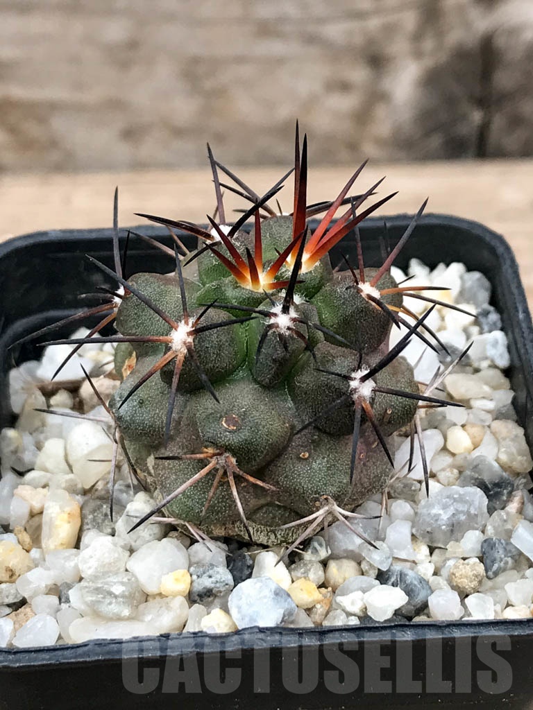 SHPR9025 Copiapoa coquimbana var. armata, S of Freirina, Chile - Image 2
