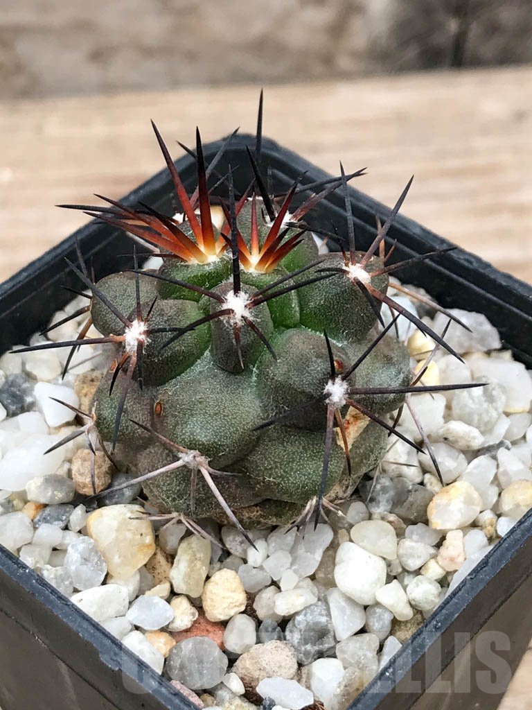 SHPR9025 Copiapoa coquimbana var. armata, S of Freirina, Chile - Image 3