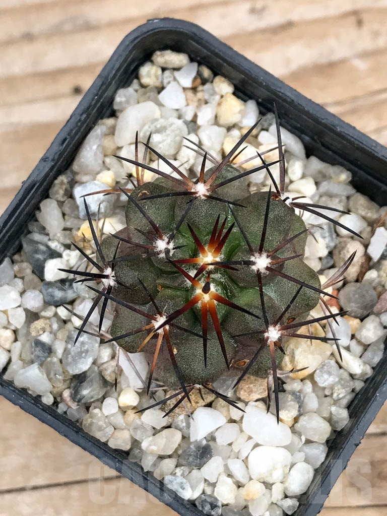 SHPR9025 Copiapoa coquimbana var. armata, S of Freirina, Chile