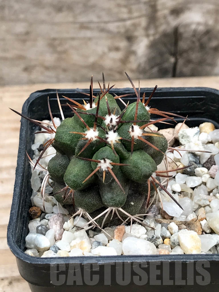 SHPR9026 Copiapoa coquimbana var. armata, S of Freirina, Chile - Image 2
