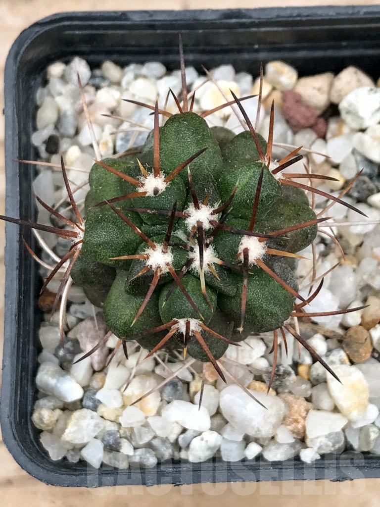 SHPR9026 Copiapoa coquimbana var. armata, S of Freirina, Chile