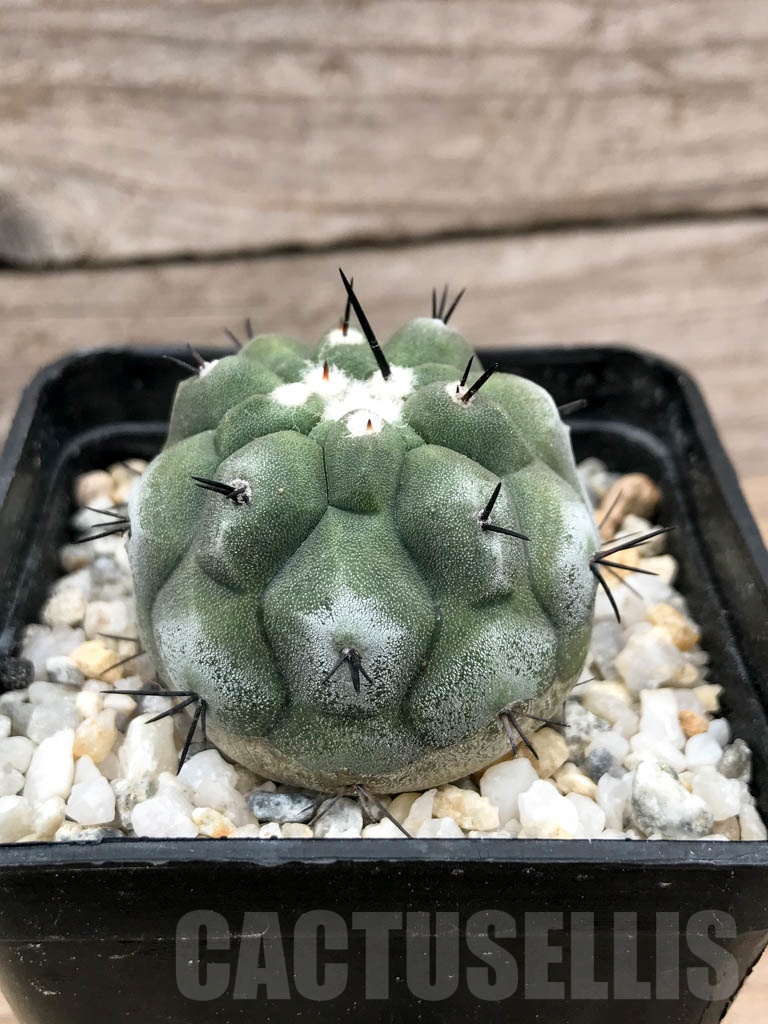 SHPR9029 Copiapoa cinerea – Cactus-online
