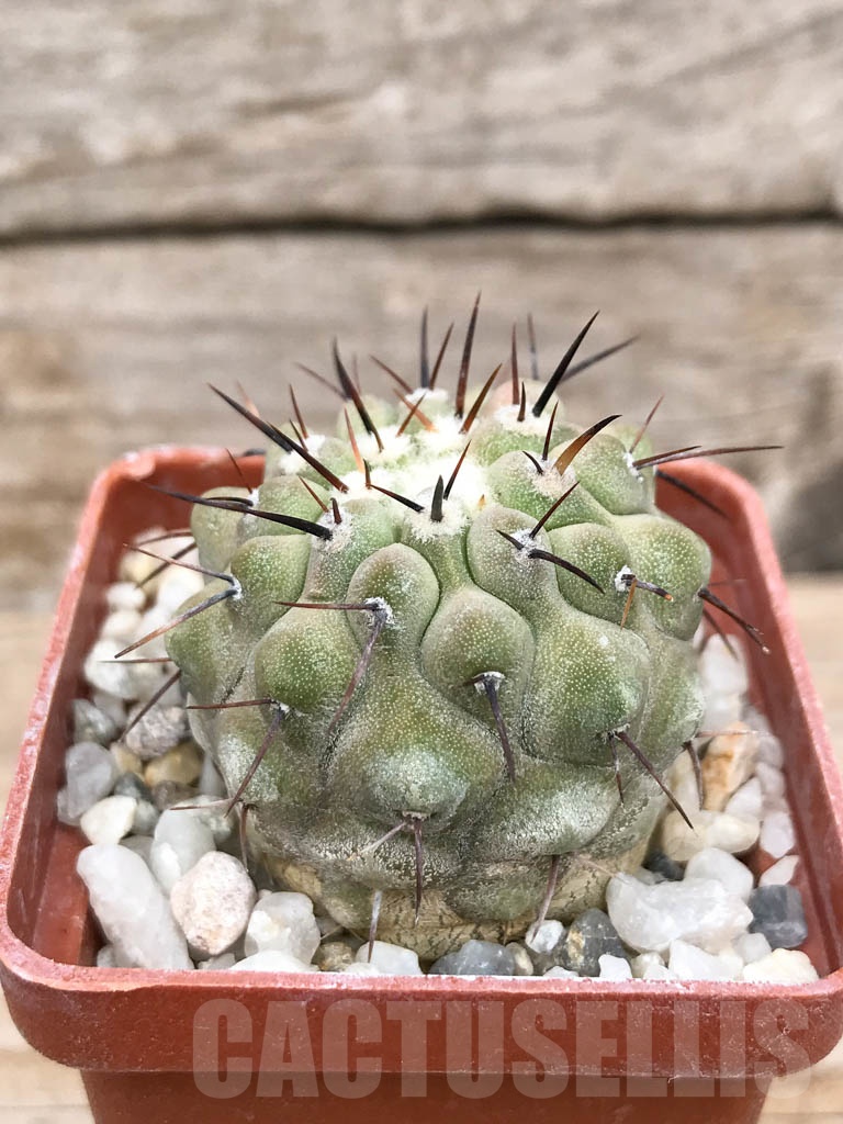 SHPR9030 Copiapoa cinerea subs. columna-alba