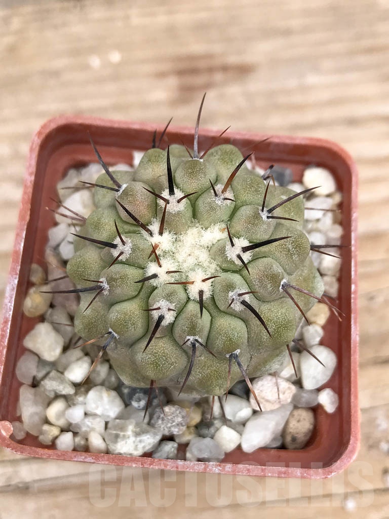 SHPR9030 Copiapoa cinerea subs. columna-alba - Image 3