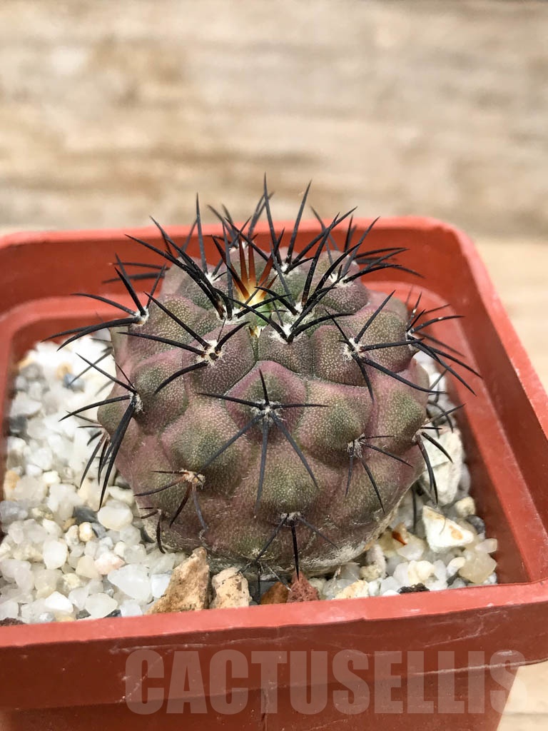 SHPR9031 Copiapoa longistaminea