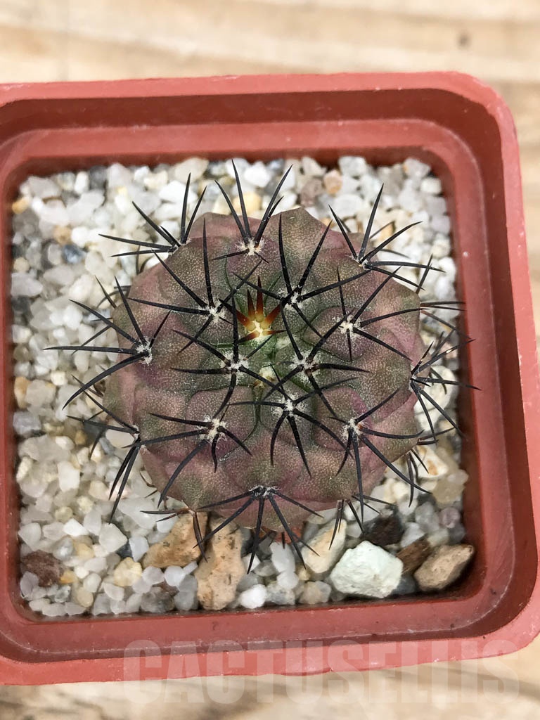 SHPR9031 Copiapoa longistaminea - Image 3