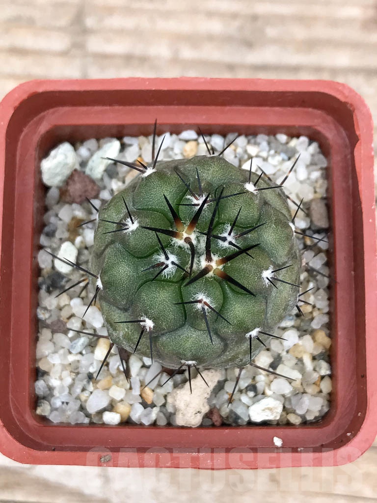 SHPR9033 Copiapoa cinerea , Cerro Perales, Chile - Imagen 3