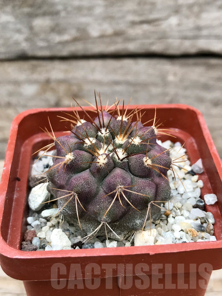 SHPR9036 Copiapoa gigantea - Image 2