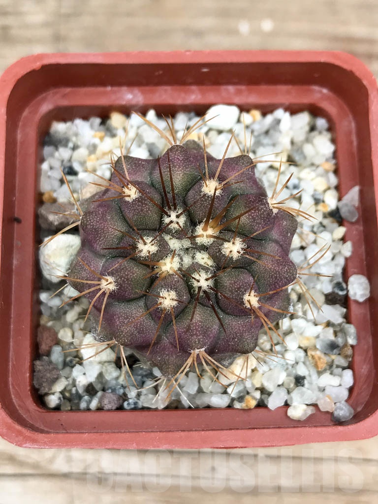 SHPR9036 Copiapoa gigantea