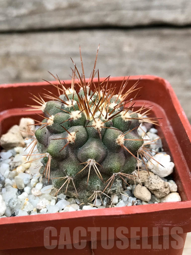 SHPR9037 Copiapoa gigantea - Image 2