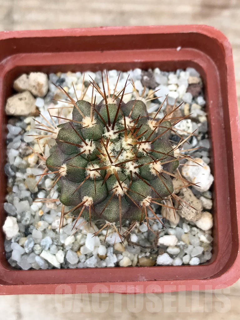 SHPR9037 Copiapoa gigantea