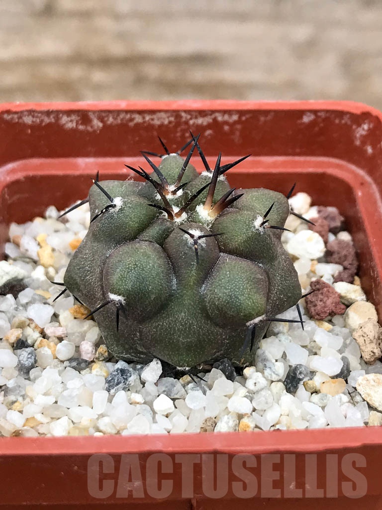 SHPR9040 Copiapoa cinerea