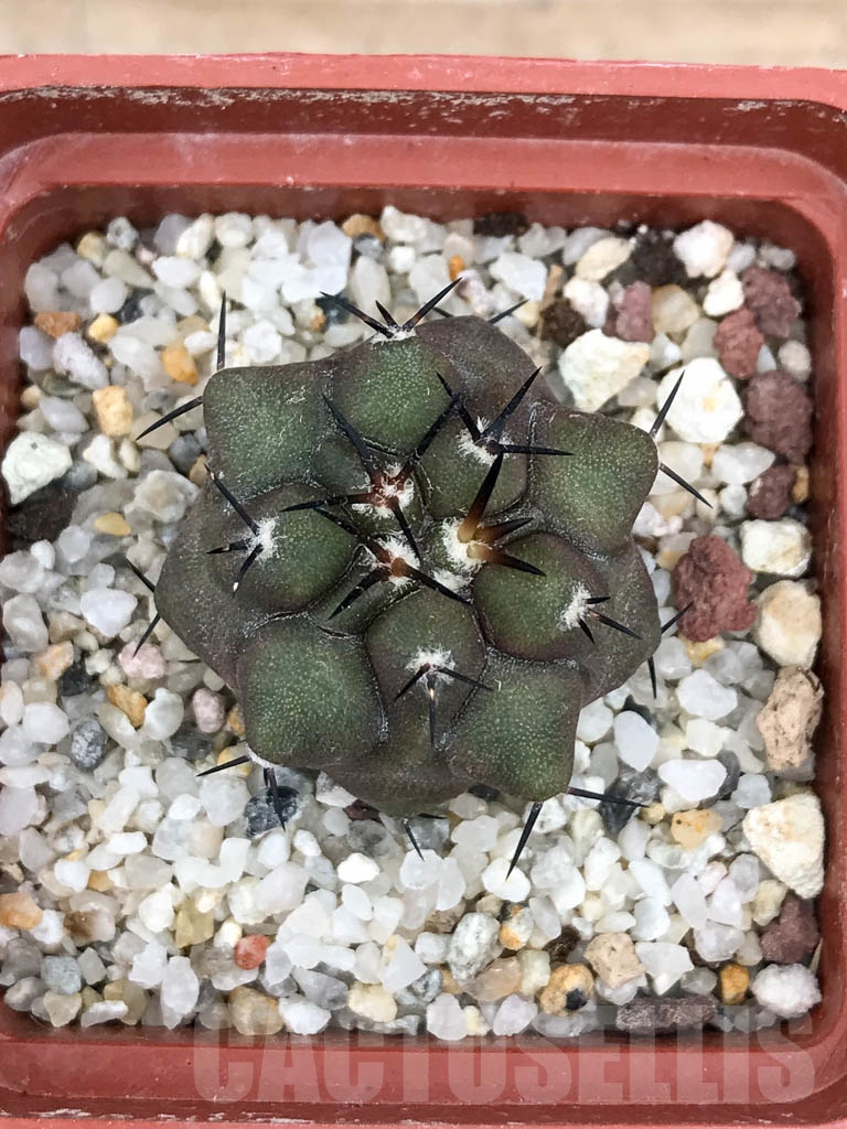 SHPR9040 Copiapoa cinerea - Image 3