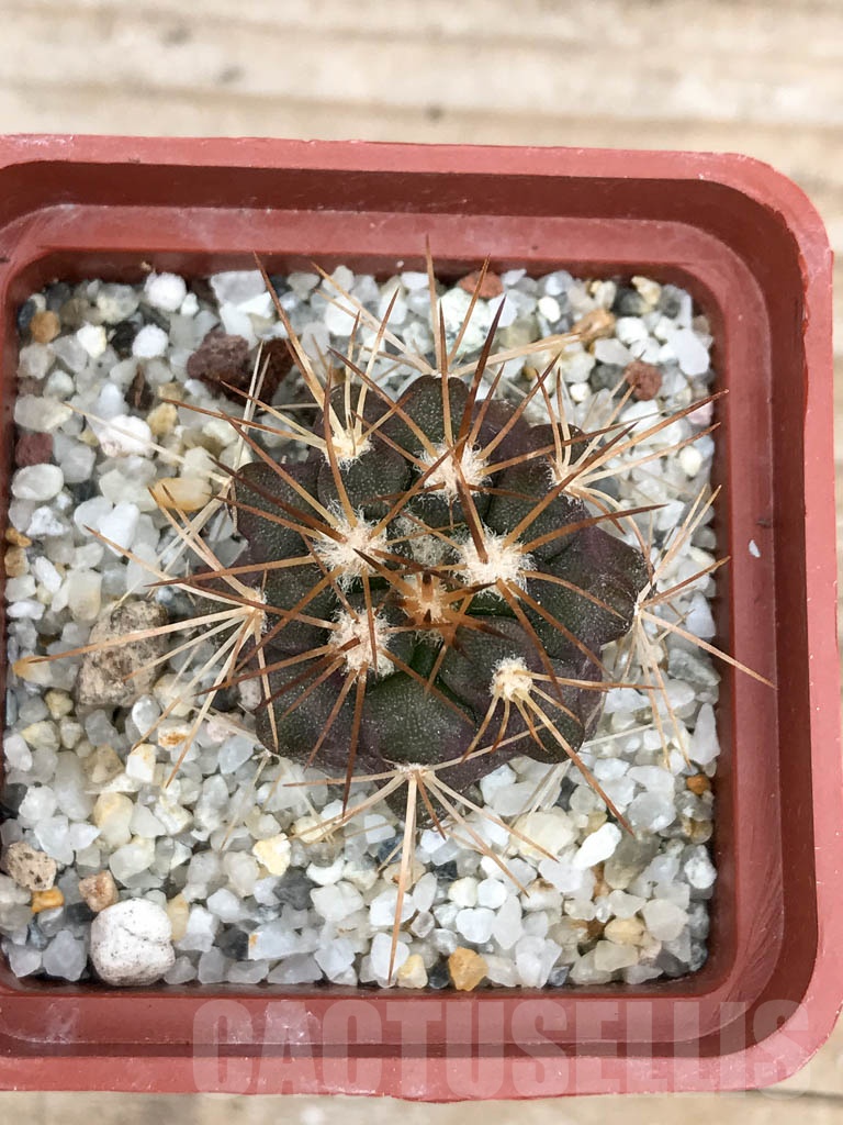 SHPR9041 Copiapoa aff. longistaminea, Tigrillo, Chile - Image 3