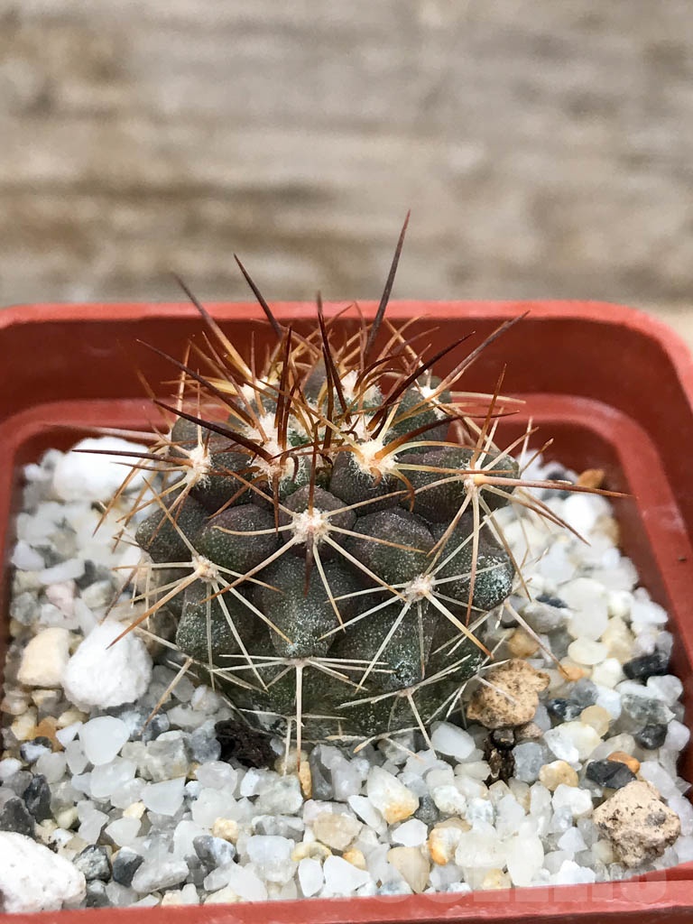 SHPR9042 Copiapoa aff. longistaminea, Tigrillo, Chile