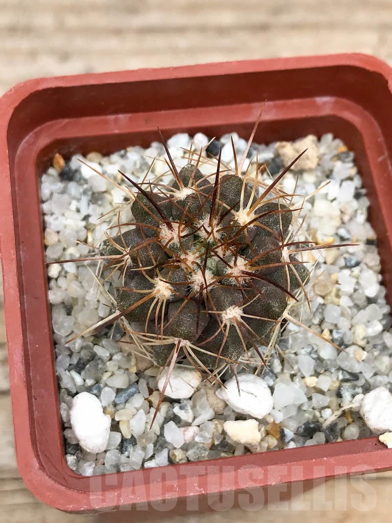 SHPR9042 Copiapoa aff. longistaminea, Tigrillo, Chile - Obrázek 3