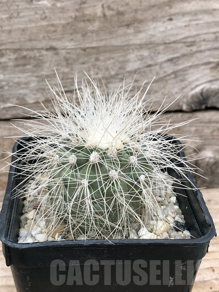 SHPR9043 Copiapoa krainziana AW 92, Quebrada San Ramon, Chile