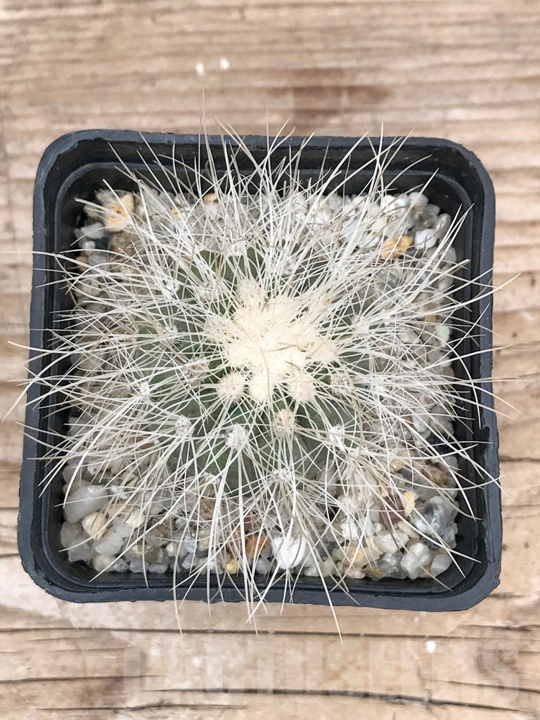 SHPR9043 Copiapoa krainziana AW 92, Quebrada San Ramon, Chile - Imagen 3