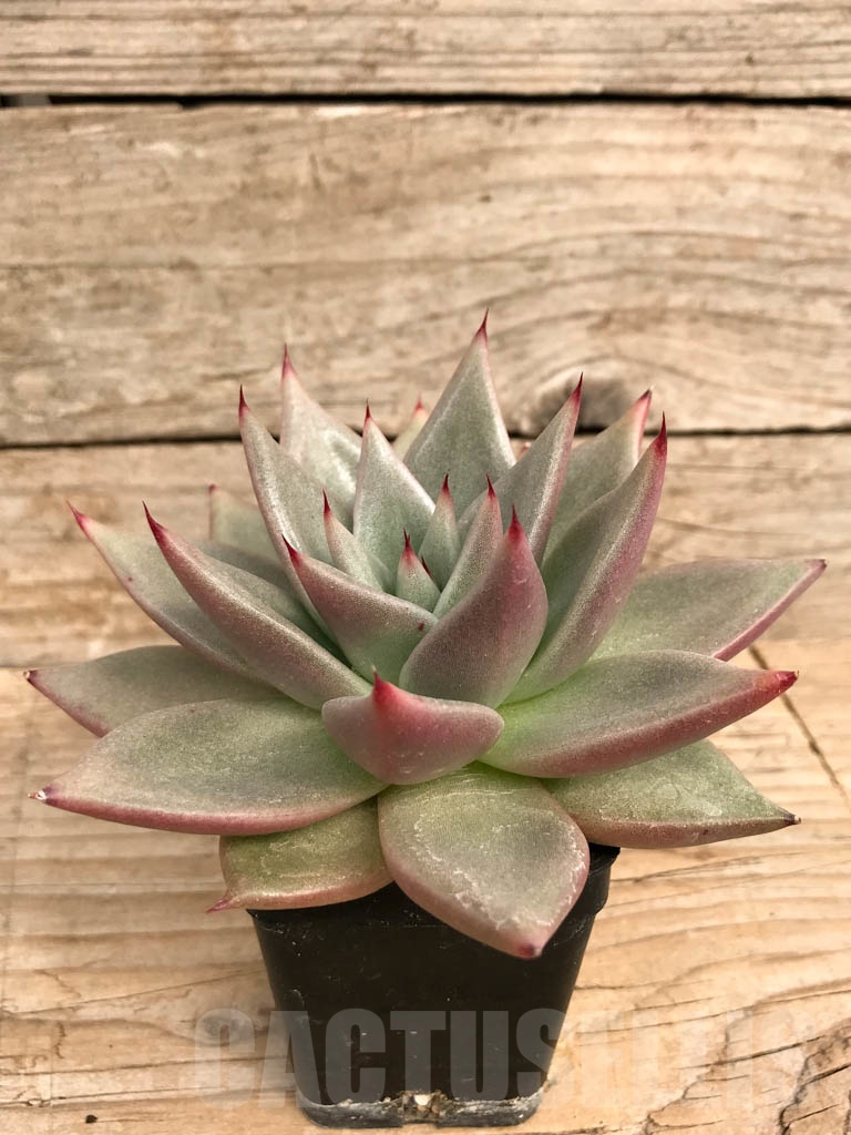 SHPR9044 Echeveria agavoides