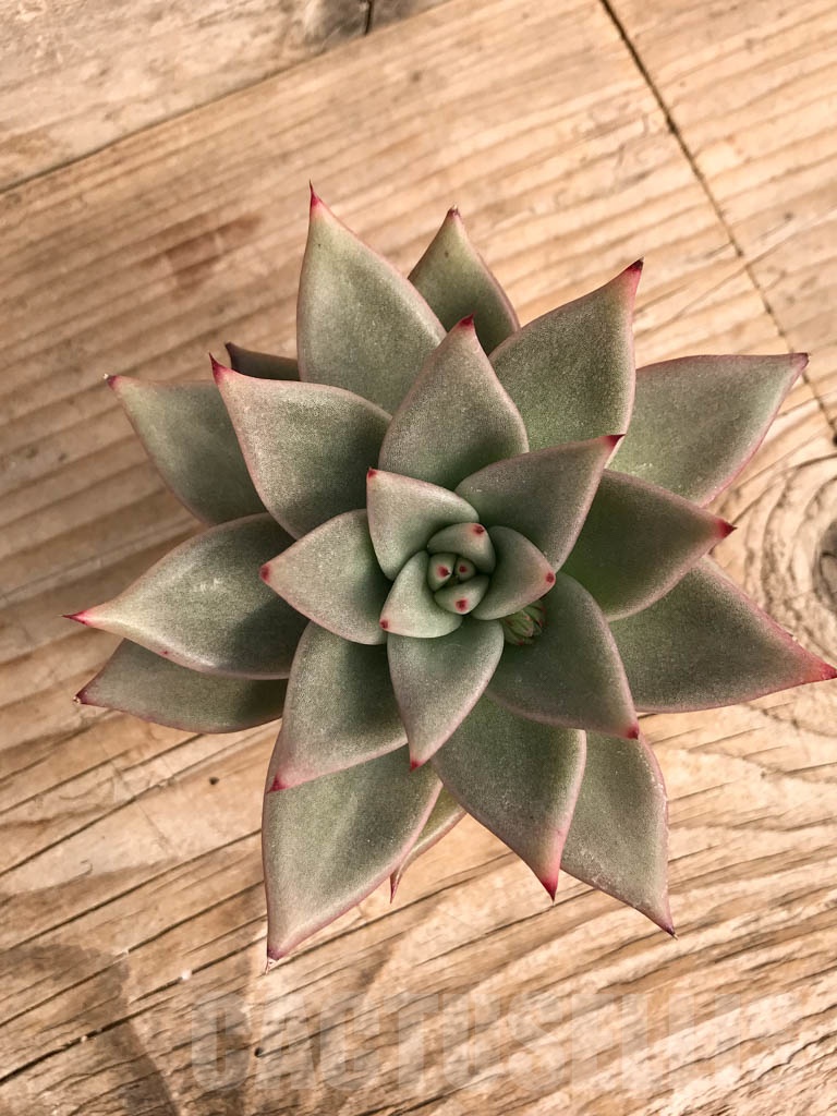 SHPR9044 Echeveria agavoides - Image 3