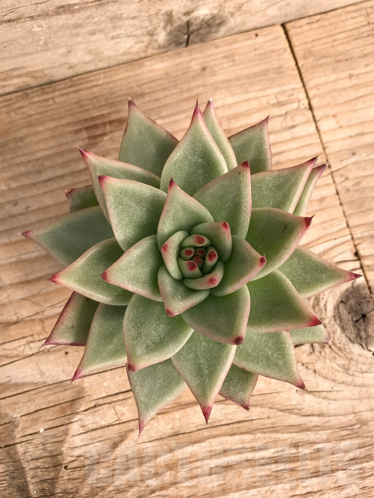 SHPR9044 Echeveria agavoides - Image 4