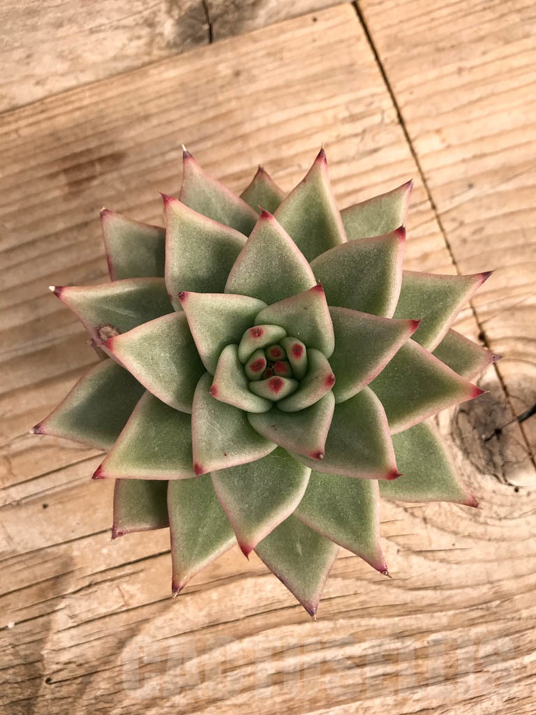 SHPR9044 Echeveria agavoides - Image 5