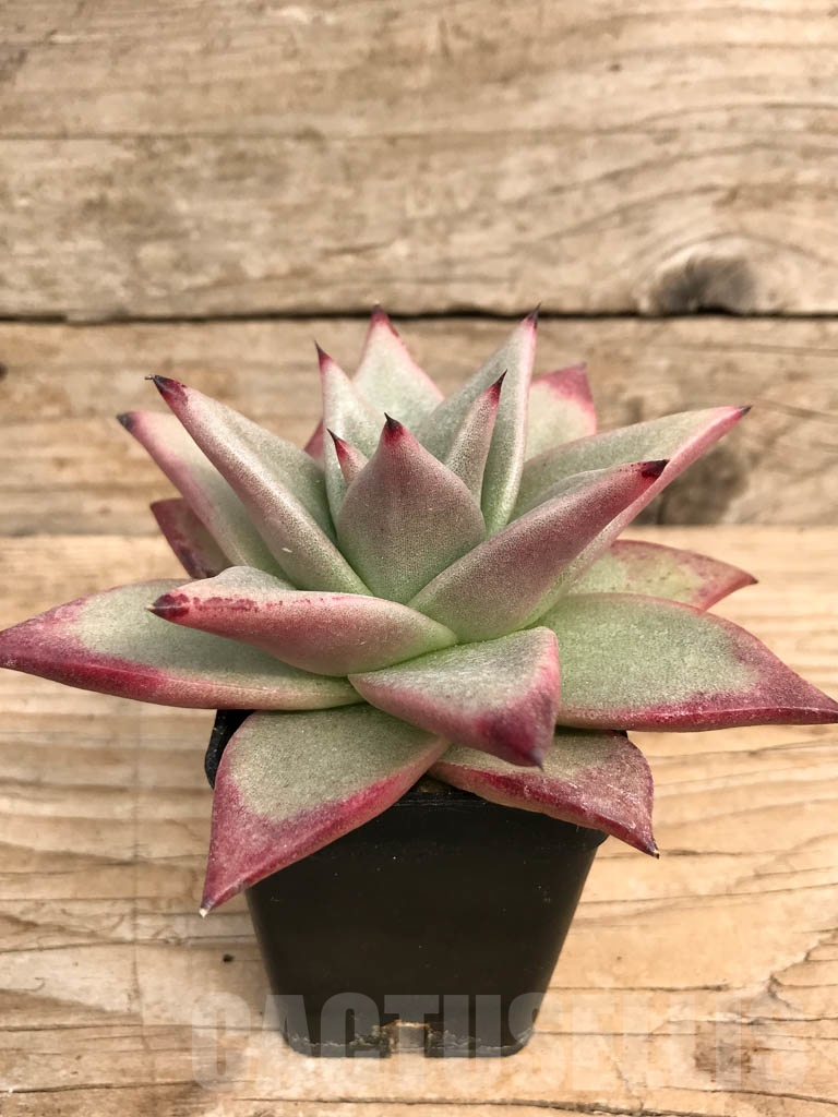 SHPR9045 Echeveria agavoides - Image 2