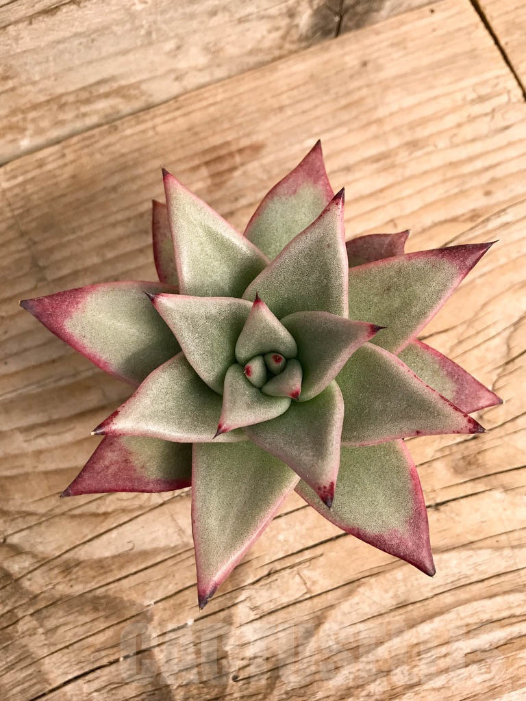 SHPR9045 Echeveria agavoides