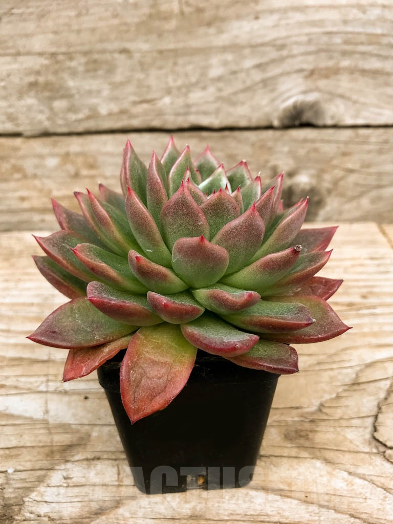 SHPR9048 Echeveria ‘Red Wine’ - Image 2
