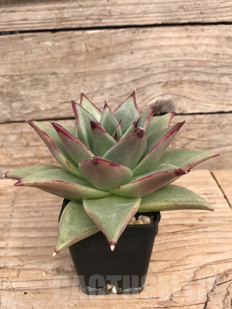SHPR9049 Echeveria agavoides - Image 2