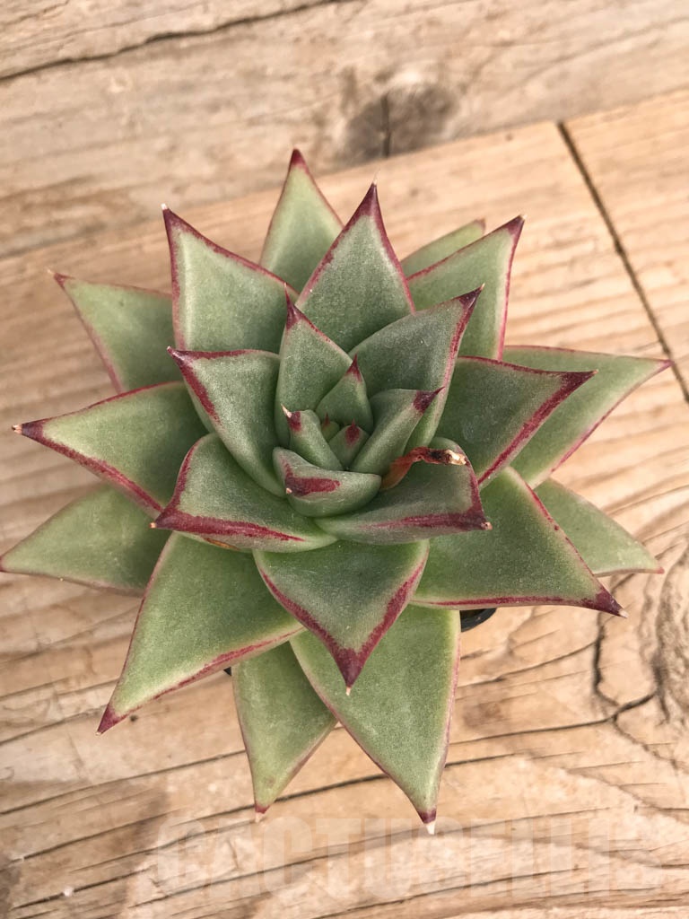 SHPR9049 Echeveria agavoides
