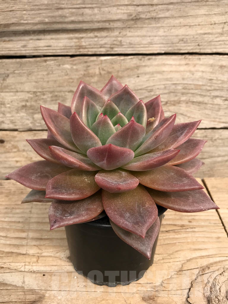 SHPR9050 Echeveria ‘Pink Champagne’ - Image 2