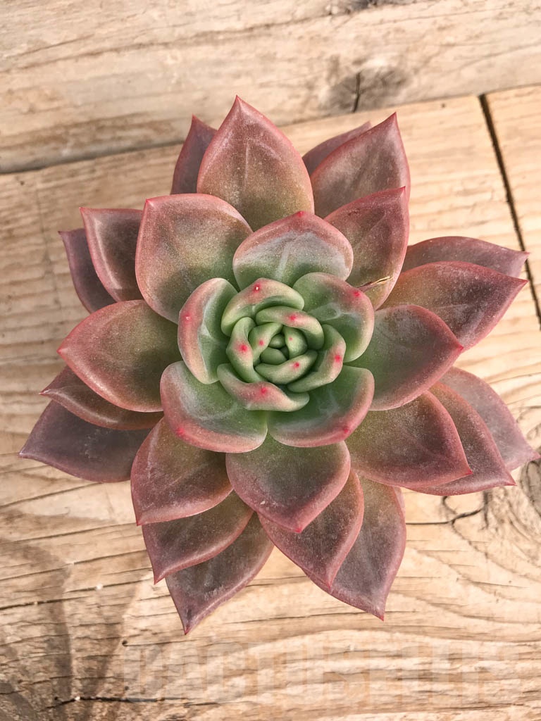 SHPR9050 Echeveria ‘Pink Champagne’