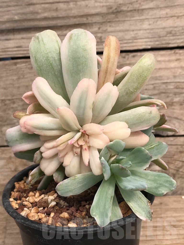 SHPR9056 Echeveria ‘Hoveyi’ variegated - Imagen 2
