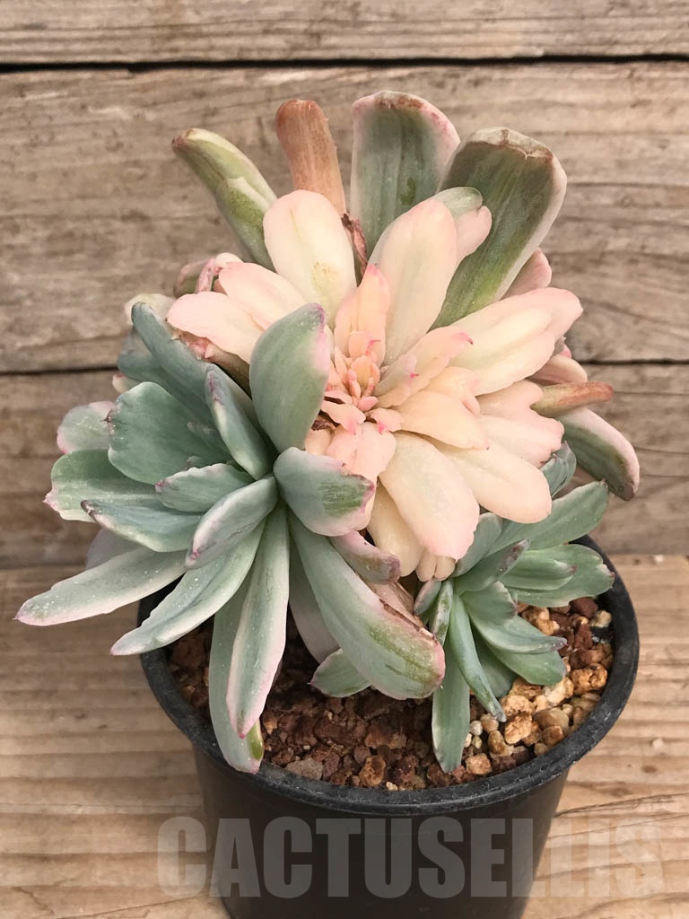 SHPR9056 Echeveria ‘Hoveyi’ variegated