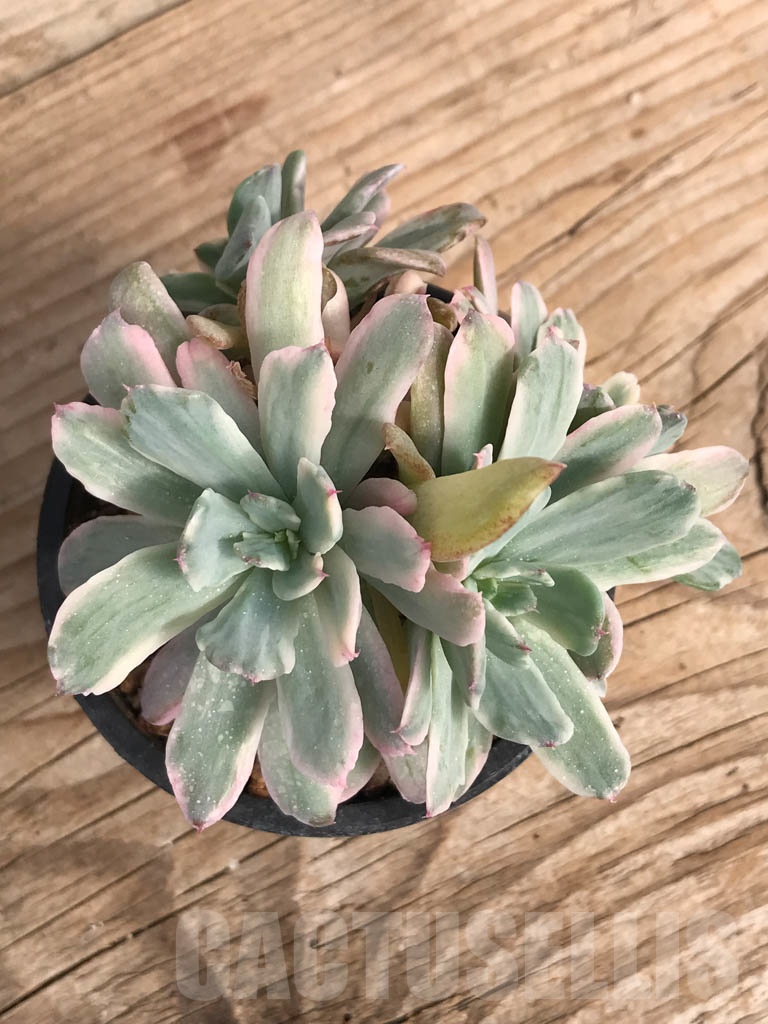 SHPR9057 Echeveria ‘Hoveyi’ variegated - Image 3