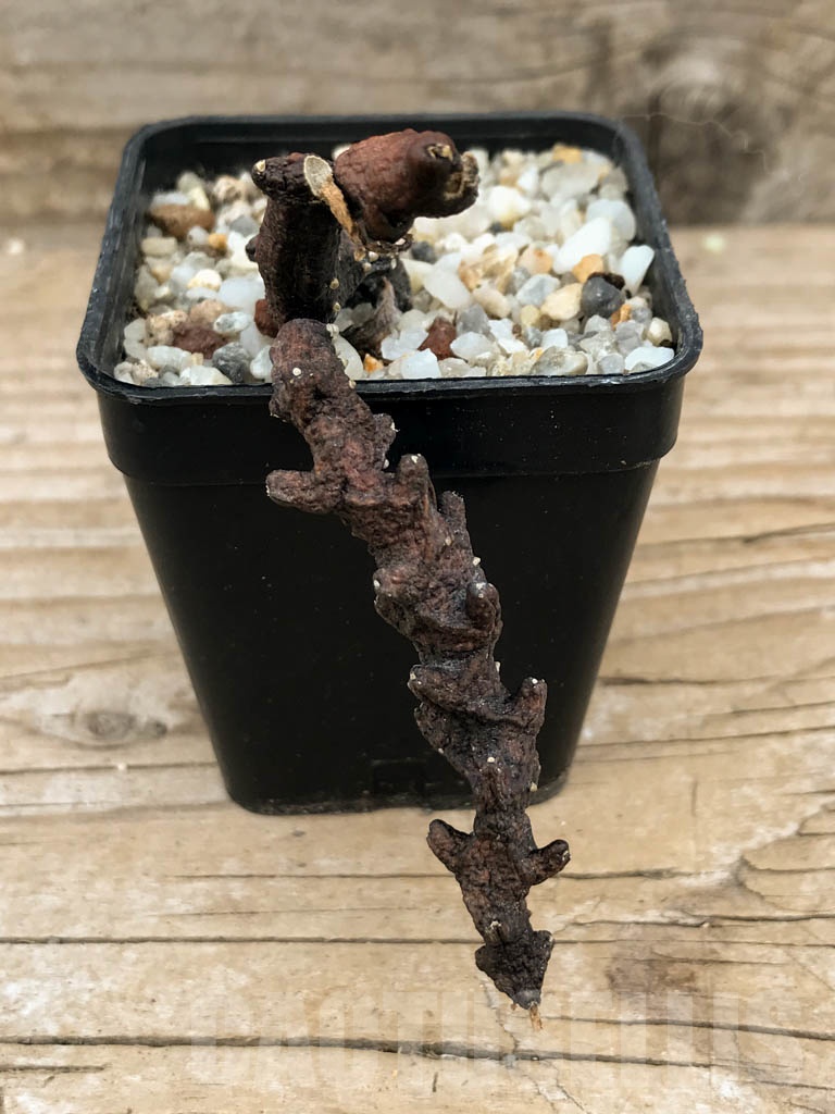 SHPR9059 Ceropegia armandii, Tolinara, Madagascar