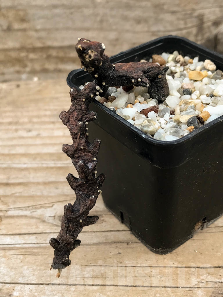 SHPR9059 Ceropegia armandii, Tolinara, Madagascar - Image 3