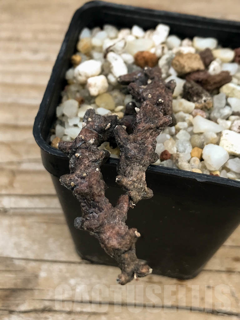 SHPR9060 Ceropegia armandii, Tolinara, Madagascar - Image 2