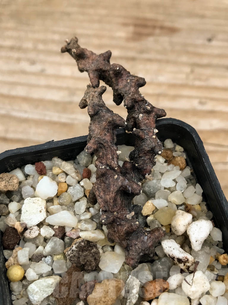 SHPR9060 Ceropegia armandii, Tolinara, Madagascar