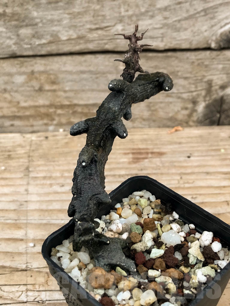 SHPR9062 Ceropegia armandii, Tolinara, Madagascar