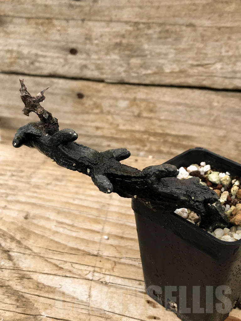 SHPR9062 Ceropegia armandii, Tolinara, Madagascar - Image 3