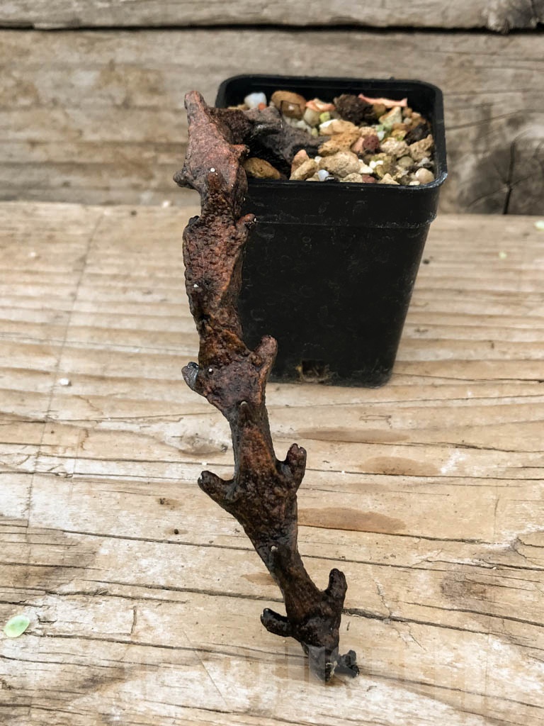 SHPR9063 Ceropegia armandii, Tolinara, Madagascar – Image 2