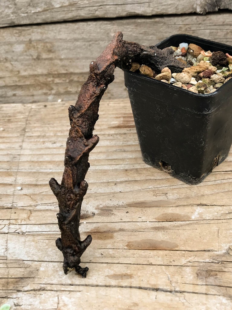 SHPR9063 Ceropegia armandii, Tolinara, Madagascar