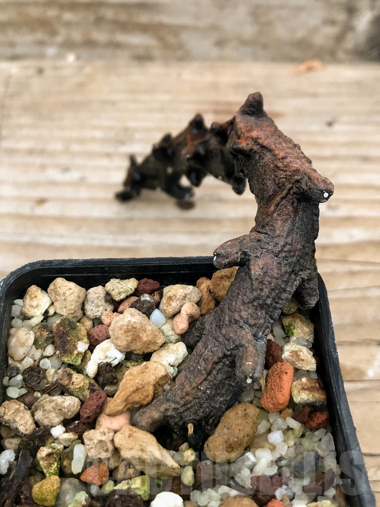 SHPR9063 Ceropegia armandii, Tolinara, Madagascar – Image 4