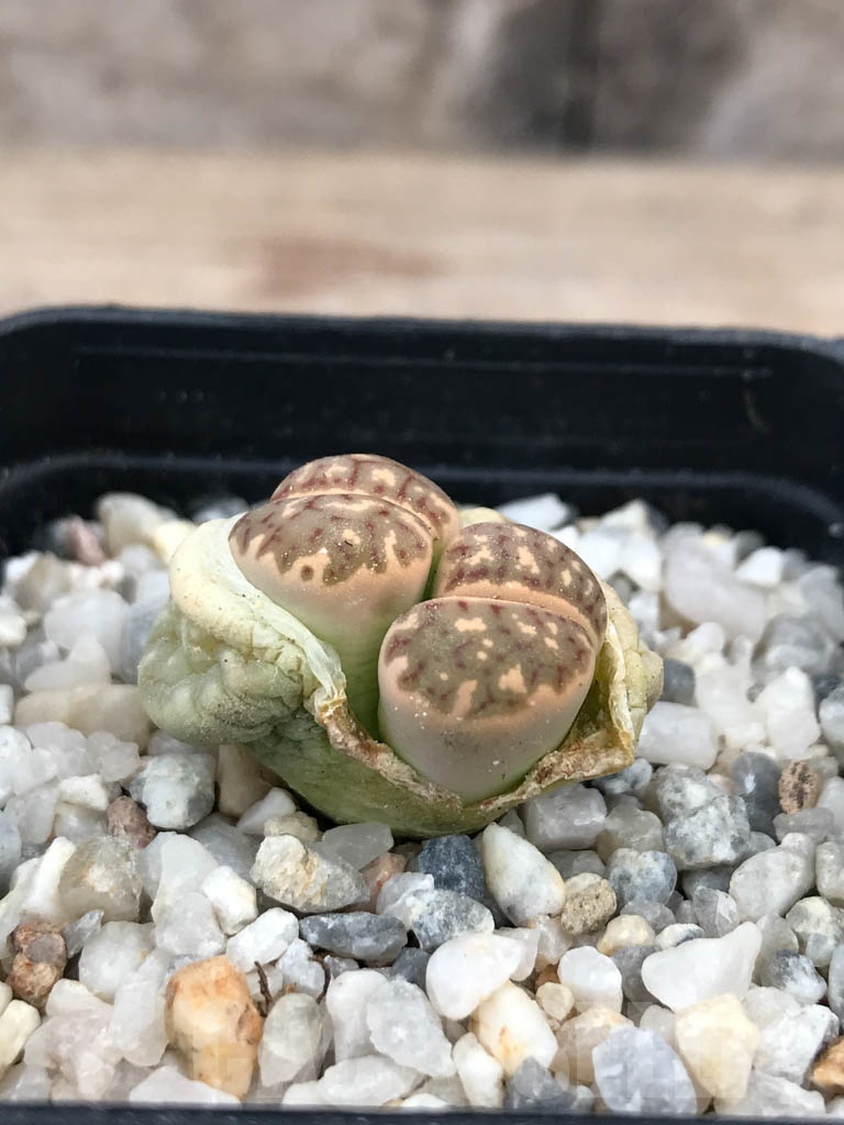 SHPR9066 Lithops dorotheae, 2 heads - Image 2