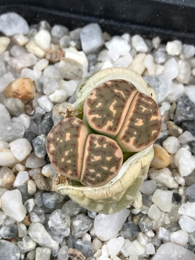 SHPR9066 Lithops dorotheae, 2 heads
