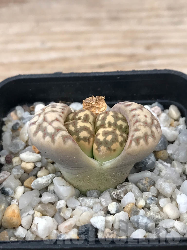 SHPR9069 Lithops dorotheae, 2 heads
