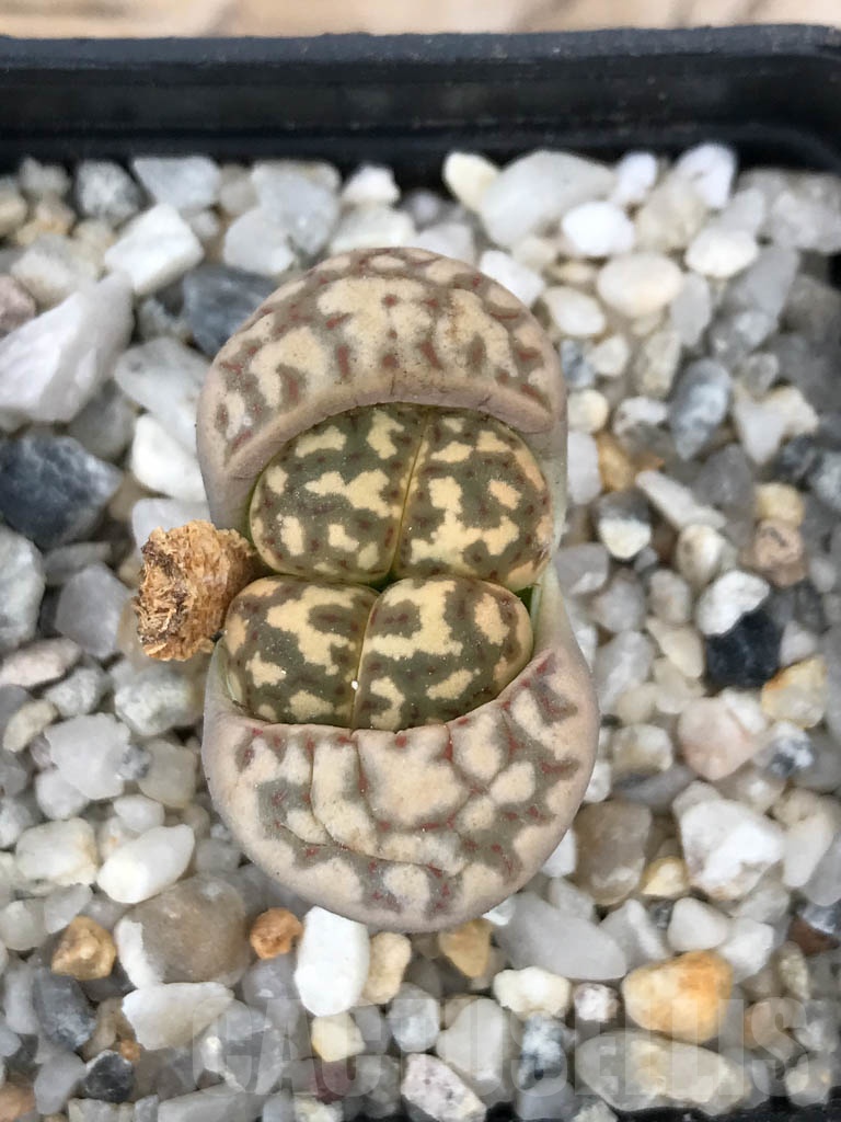 SHPR9069 Lithops dorotheae, 2 heads - Image 2